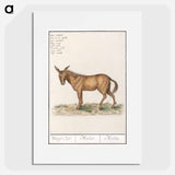 Mule - アンセルムス ボエティウス デ ブート Poster.