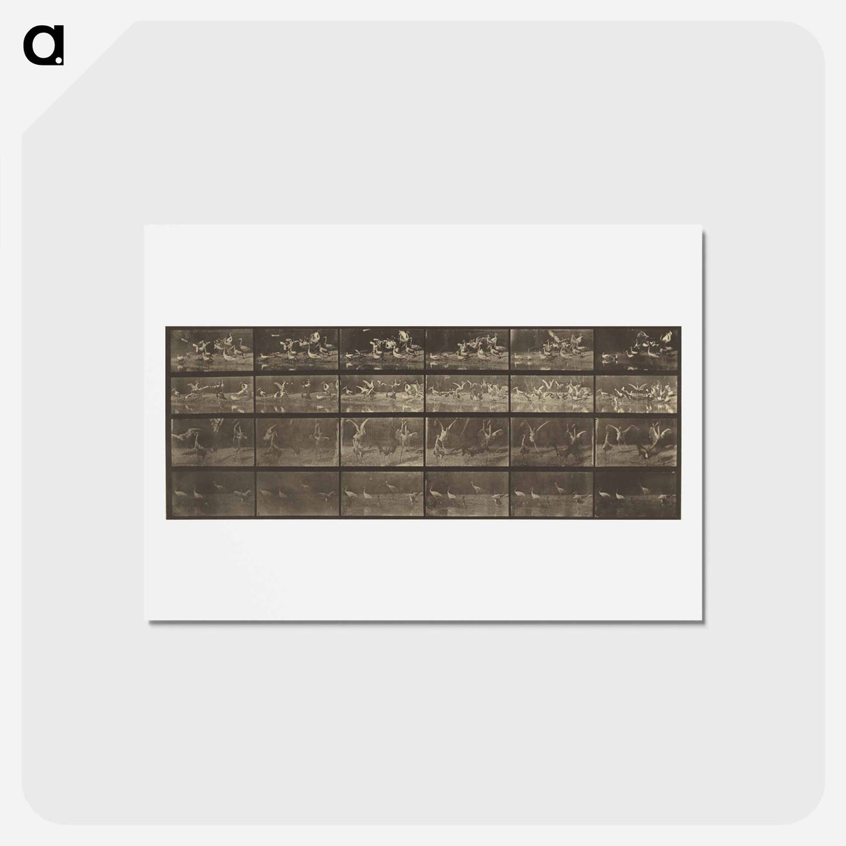 アートポストカード-Animal Locomotion
 - エドワード マイブリッジ Postcard.