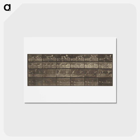 アートポストカード-Animal Locomotion
 - エドワード マイブリッジ Postcard.