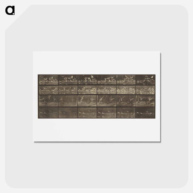 アートポストカード-Animal Locomotion
 - エドワード マイブリッジ Postcard.
