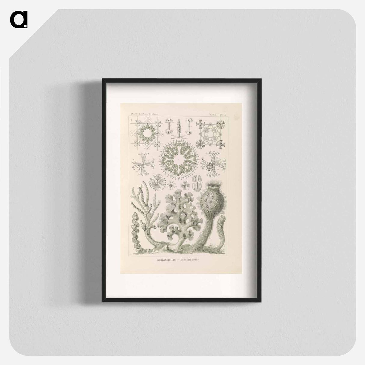 Marine life illustration - エルンスト ヘッケル Poster.