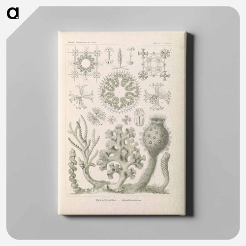 Marine life illustration - エルンスト ヘッケル Canvas.