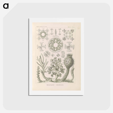 アートポストカード-Marine life illustration - エルンスト ヘッケル Postcard.