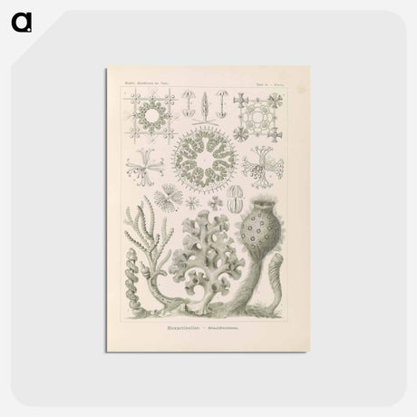 アートポストカード-Marine life illustration - エルンスト ヘッケル Postcard.