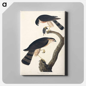 アートパネル-Sharp-shinned Hawk
 - ジョン ジェームス オーデュボン Canvas.