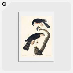 アートポストカード-Sharp-shinned Hawk
 - ジョン ジェームス オーデュボン Postcard.
