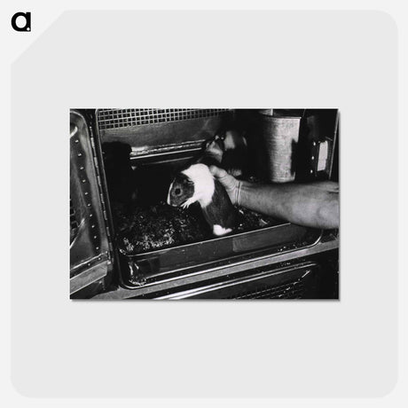 アートポストカード-Infectious Diseases
 - 国立医学図書館 Postcard.