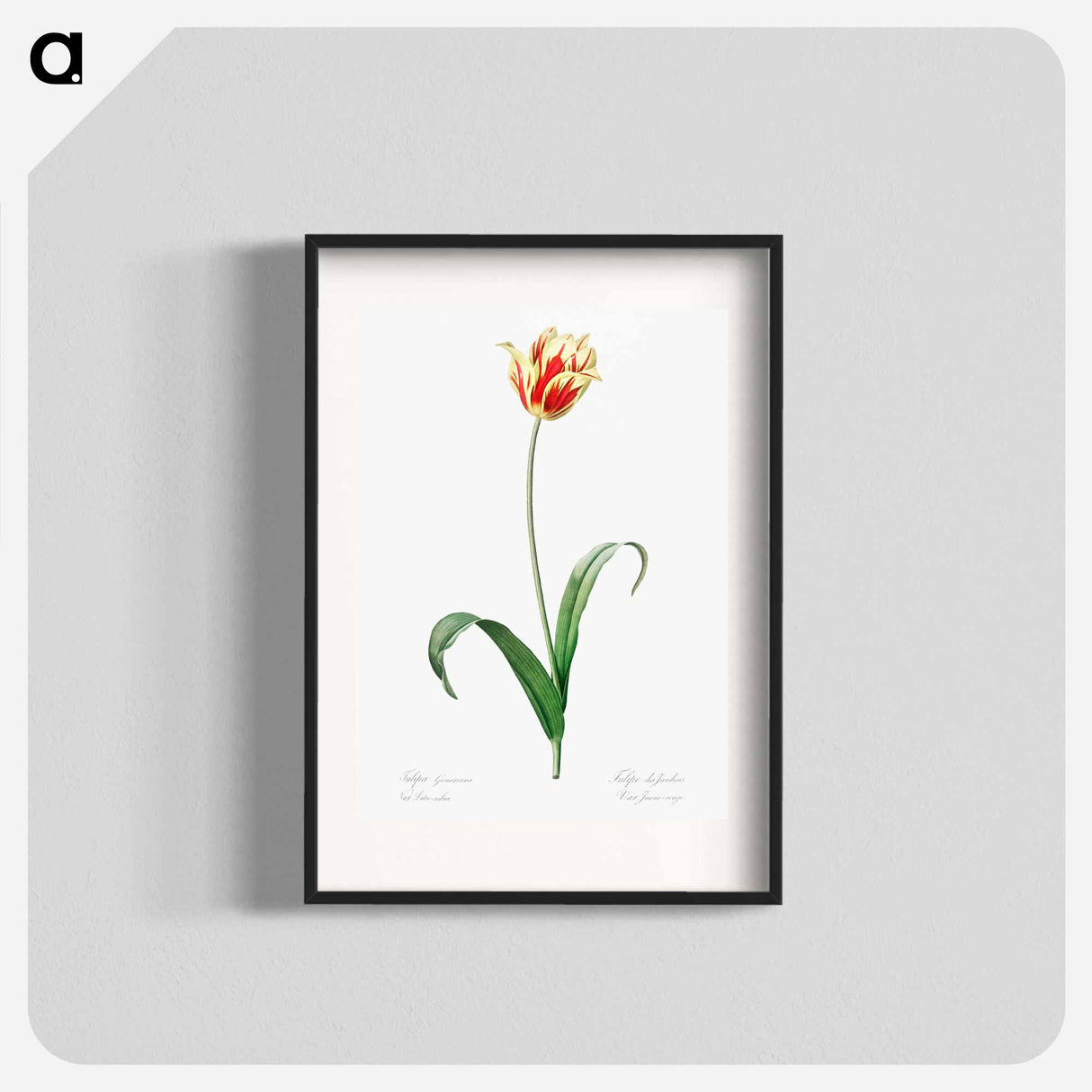 Didier's tulip illustration from Les liliacées - Pierre-Joseph Redouté Poster.