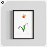 Didier's tulip illustration from Les liliacées - Pierre-Joseph Redouté Poster.