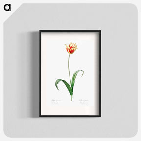 アートポスター-Didier's tulip illustration from Les liliacées - ピエール ジョゼフ ルドゥーテ Poster.