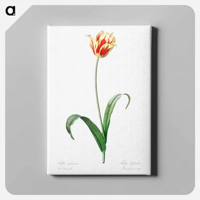 アートパネル-Didier's tulip illustration from Les liliacées - ピエール ジョゼフ ルドゥーテ Canvas.