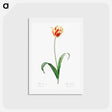 アートポストカード-Didier's tulip illustration from Les liliacées - ピエール ジョゼフ ルドゥーテ Postcard.