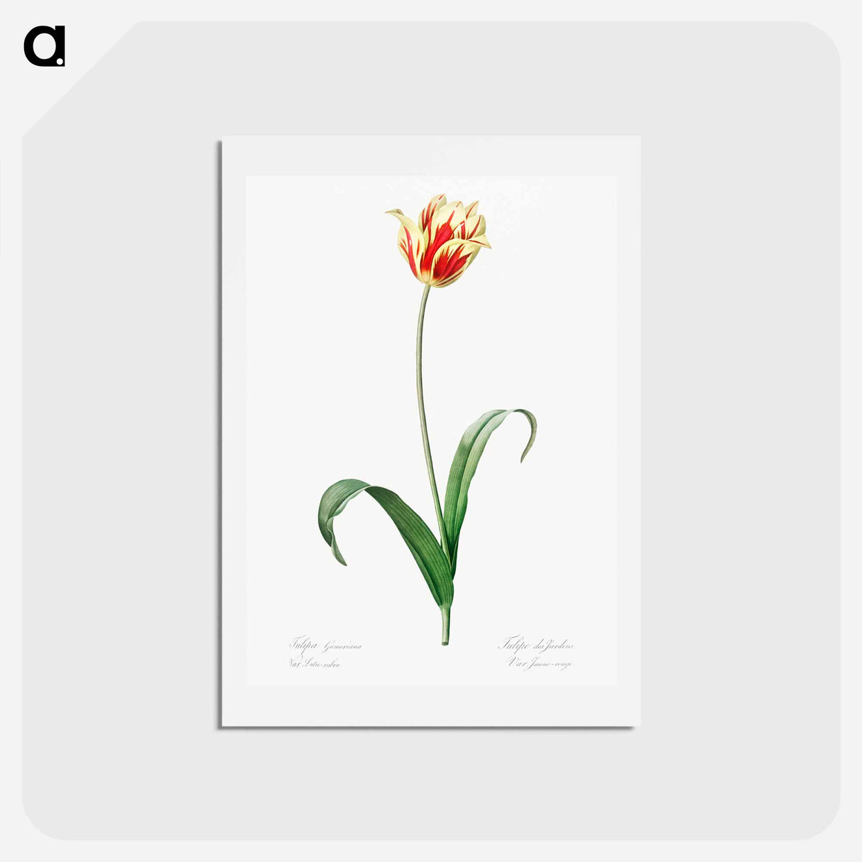 アートポストカード-Didier's tulip illustration from Les liliacées - ピエール ジョゼフ ルドゥーテ Postcard.