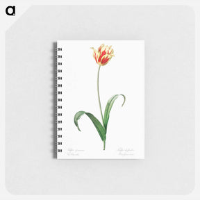 アートメモ帳-Didier's tulip illustration from Les liliacées - ピエール ジョゼフ ルドゥーテ Memo.