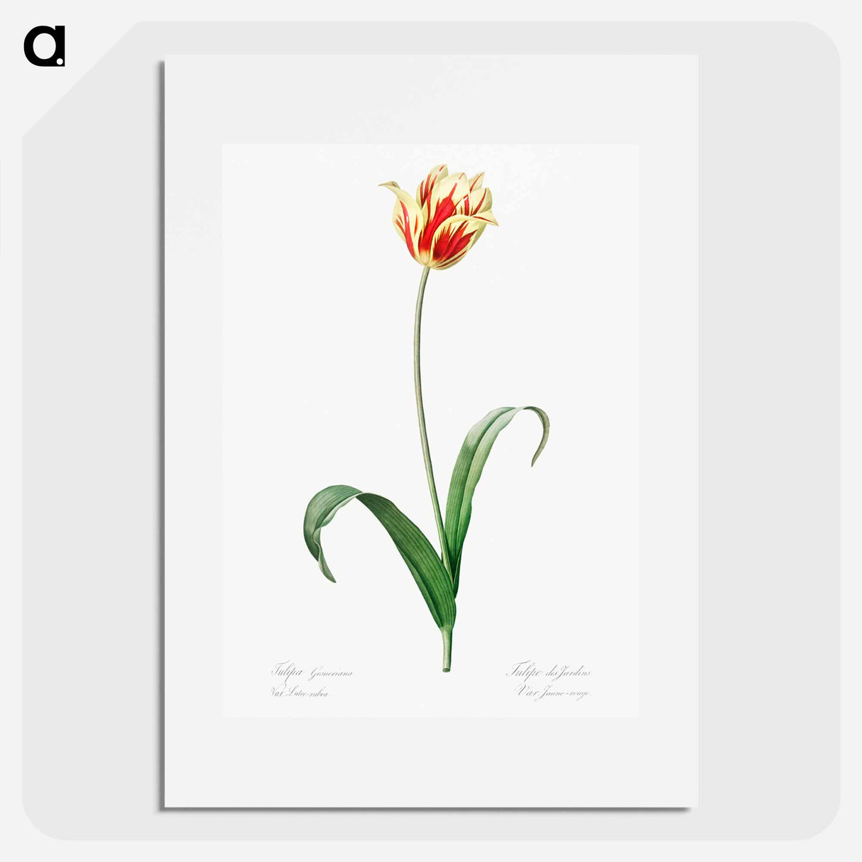 Didier's tulip illustration from Les liliacées - Pierre-Joseph Redouté Poster.