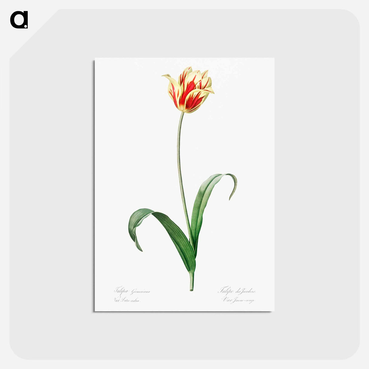 アートポストカード-Didier's tulip illustration from Les liliacées - ピエール ジョゼフ ルドゥーテ Postcard.
