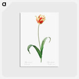 アートポストカード-Didier's tulip illustration from Les liliacées - ピエール ジョゼフ ルドゥーテ Postcard.