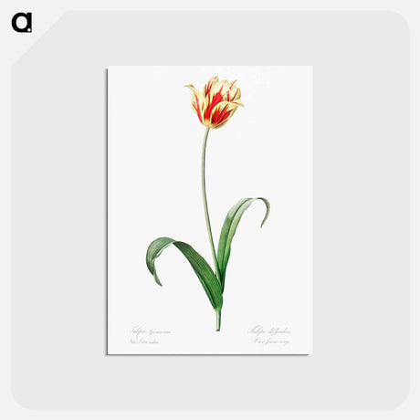 アートポストカード-Didier's tulip illustration from Les liliacées - ピエール ジョゼフ ルドゥーテ Postcard.