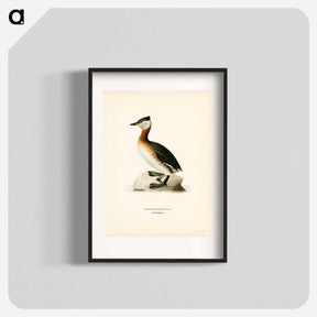 アートポスター-Red-Necked Grebe
 - スヴェンスカ フォグラル Poster.