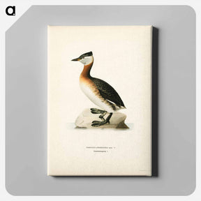 アートパネル-Red-Necked Grebe
 - スヴェンスカ フォグラル Canvas.