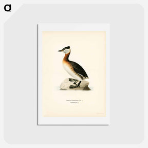 アートポストカード-Red-Necked Grebe
 - スヴェンスカ フォグラル Postcard.