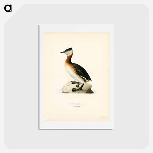 Red-Necked Grebe
 - スヴェンスカ フォグラル Postcard.