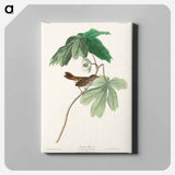 アートパネル-Swamp Sparrow from Birds of America
 - アメリカの鳥たち Canvas.