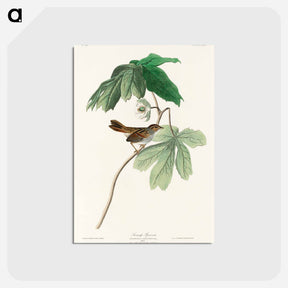 アートポストカード-Swamp Sparrow from Birds of America
 - アメリカの鳥たち Postcard.