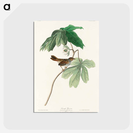 アートポストカード-Swamp Sparrow from Birds of America
 - アメリカの鳥たち Postcard.