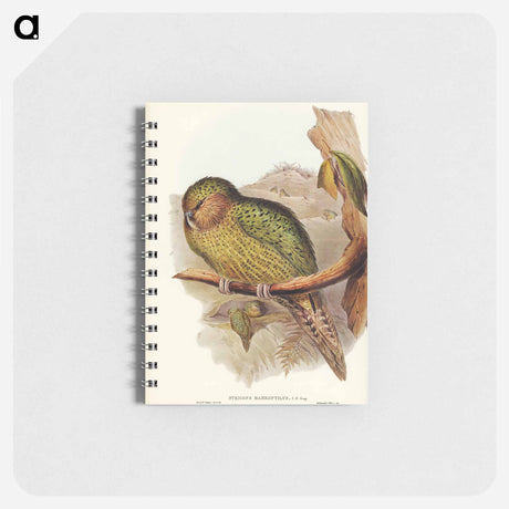 アートメモ帳-Kakapo
 - オーストラリアの鳥 Memo.
