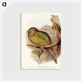 アートポストカード-Kakapo
 - オーストラリアの鳥 Postcard.
