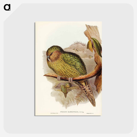 アートポストカード-Kakapo
 - オーストラリアの鳥 Postcard.