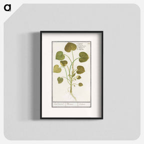 アートポスター-Mansoor, Asarum europaeum - アンセルムス ボエティウス デ ブート Poster.