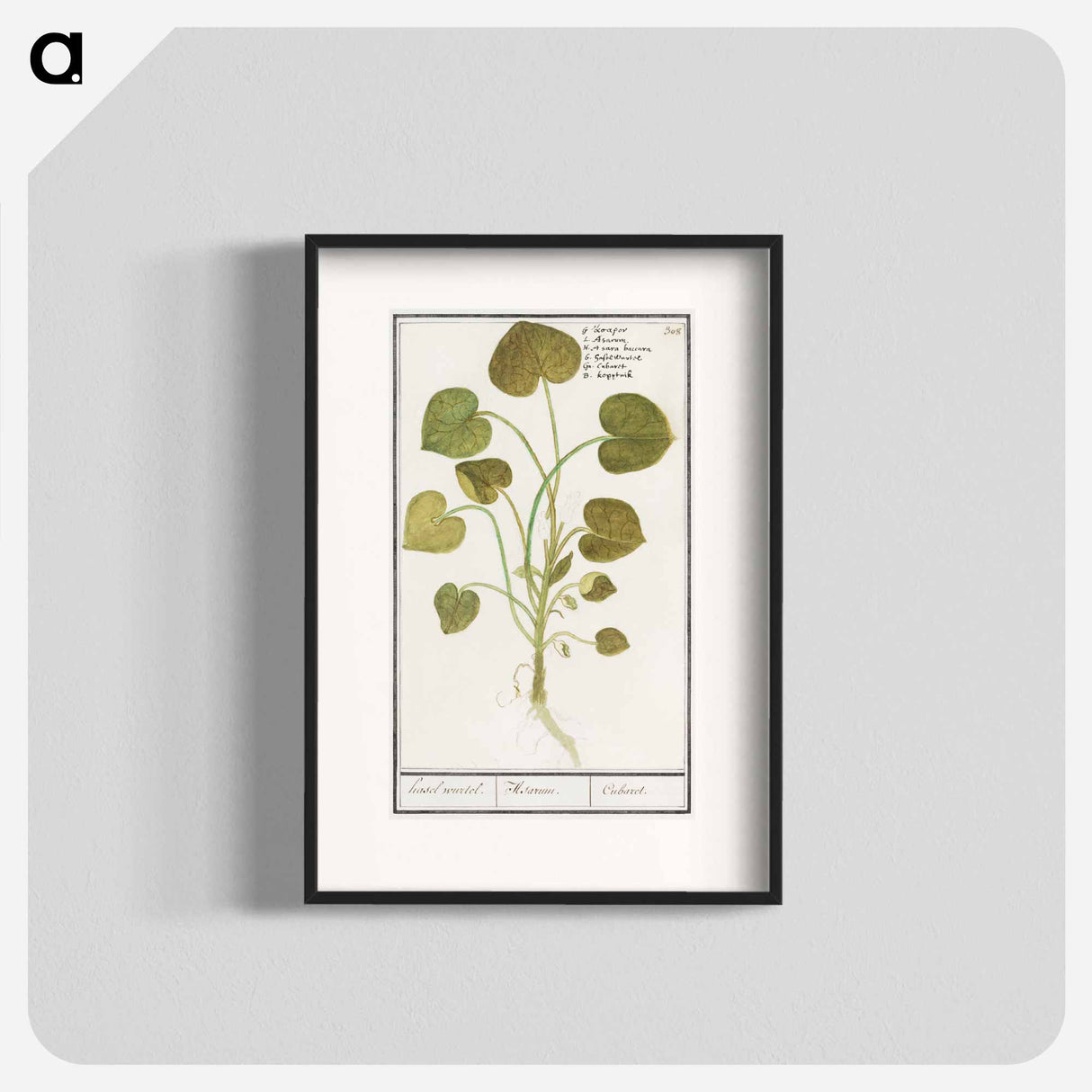 Mansoor, Asarum europaeum - アンセルムス ボエティウス デ ブート Poster.
