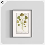 Mansoor, Asarum europaeum - アンセルムス ボエティウス デ ブート Poster.