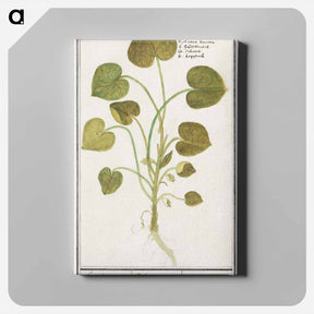 アートパネル-Mansoor, Asarum europaeum - アンセルムス ボエティウス デ ブート Canvas.