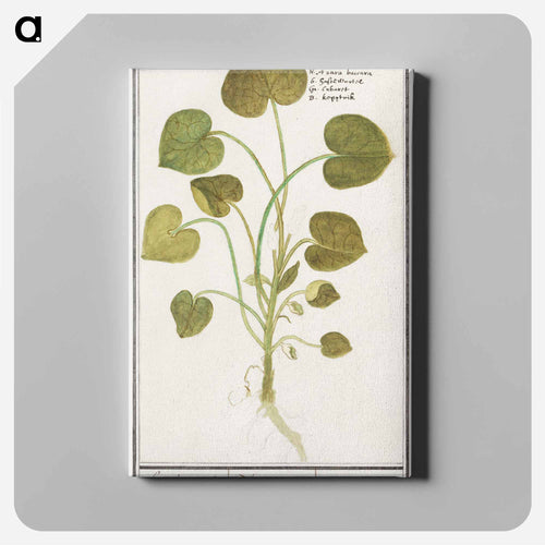 Mansoor, Asarum europaeum - アンセルムス ボエティウス デ ブート Canvas.