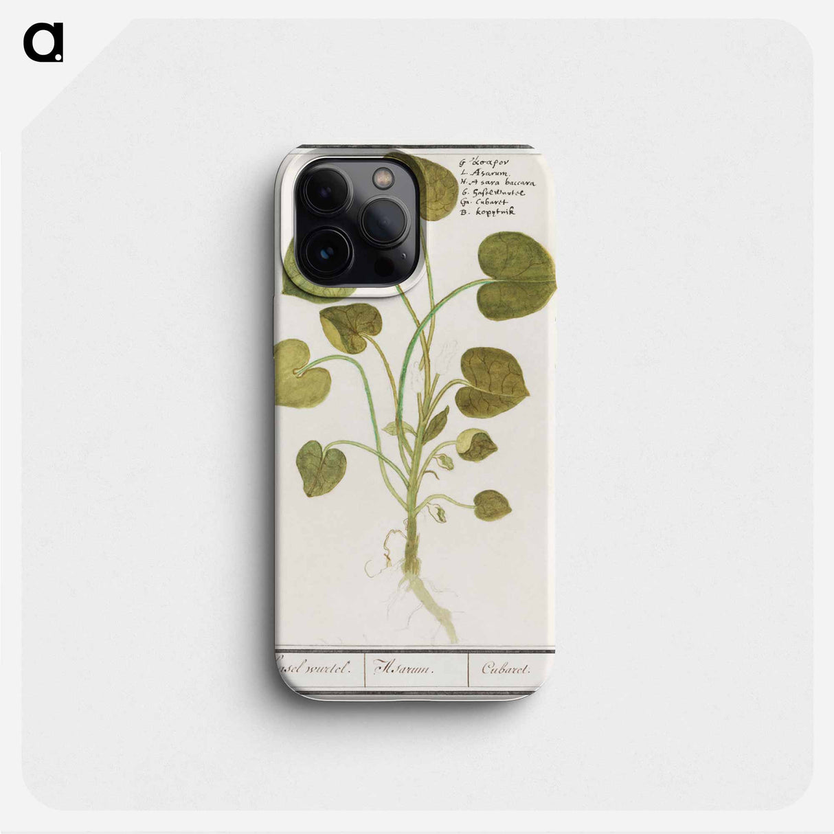 Mansoor, Asarum europaeum - アンセルムス ボエティウス デ ブート Phone Case.