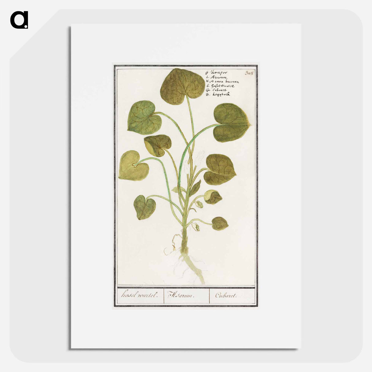 Mansoor, Asarum europaeum - アンセルムス ボエティウス デ ブート Poster.