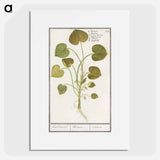 Mansoor, Asarum europaeum - アンセルムス ボエティウス デ ブート Poster.