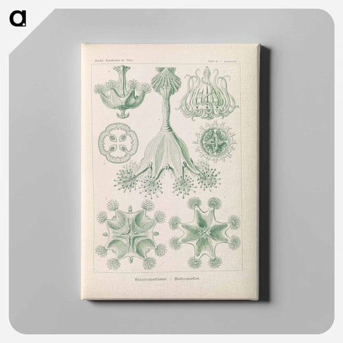 Marine life illustration - エルンスト ヘッケル Canvas.