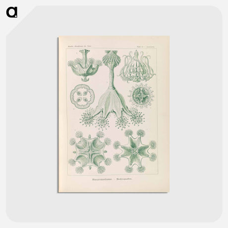 アートポストカード-Marine life illustration - エルンスト ヘッケル Postcard.