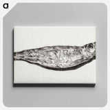 アートパネル-Sprat by candlelight - ジャン ベルナール Canvas.