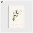 アートポストカード-White-faced Xerophila
 - ジョン グールド Postcard.