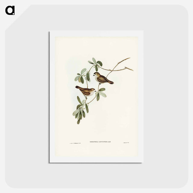 アートポストカード-White-faced Xerophila
 - ジョン グールド Postcard.