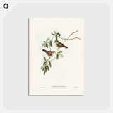 アートポストカード-White-faced Xerophila
 - ジョン グールド Postcard.