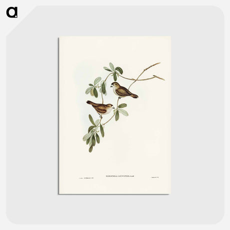 アートポストカード-White-faced Xerophila
 - ジョン グールド Postcard.