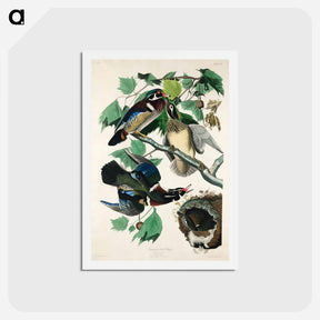 アートポストカード-Wood Duck
 - ジョン ジェームス オーデュボン Postcard.