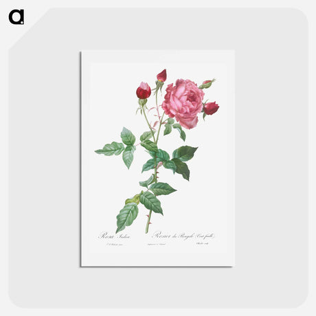 アートポストカード-Provence Rose - ピエール ジョゼフ ルドゥーテ Postcard.