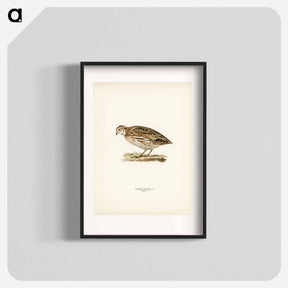 アートポスター-Common Quail
 - スヴェンスカ フォグラル Poster.